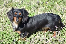 Black And Tan Vs Black And Cream Dachshund Black Tan Miniature Dachshund Black Dachshund Miniature Dachshunds Miniature Dachshund