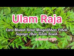 Ulam Raja Tips Mudah Supaya Pokok Ulam Raja Sentiasa Sihat Merimbun Youtube