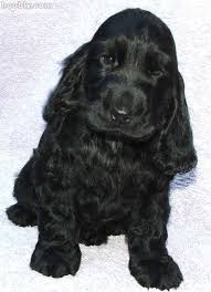 Black And Tan Cocker Spaniel Puppies For Sale Scotland Sweet Nose Soft Ears Perfect Puppy Cocker Spaniel Best Dogs Ever American Cocker Spaniel Cocker Spaniel Pet Dogs Puppies