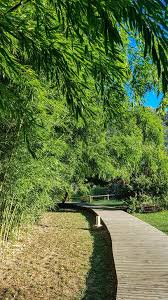 La Serenite Du Jardin Des Plantes De Saintcyprien Bamboogrove Deck Path Zen Green Mediterranean Southoffrance Plante Jardin Jardins Deck