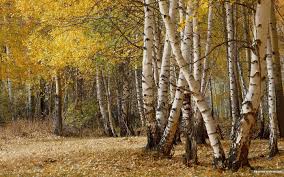 Birch Trees In Fall Photos Birch Tree Wallpaper 1440x900 55040 Birch Tree Wallpaper Tree Birch Tree