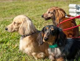 Black And Tan Vs Black And Cream Dachshund English Cream Long Haired Dachshund And Black And Tan Dapple Long Hair Dachshund And Red Long Haired Dachshund Neopolitan Flavors Dachshund Breed Long Haired Dachshund Dachshund