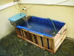 Pin Oleh Yadi Sunar Di Akuarium Di 2020 Ikan Air Tawar Ikan Kolam