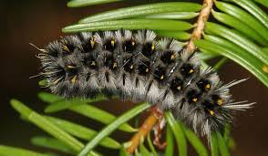 Black And White Striped Caterpillar With Yellow Dots Lophocampa Roseata The Larvae Have Been Recorded Feeding On Acer Plantanoides They Are Covered With Long Hairs Caterpillar Moth Caterpillar Amazing Nature