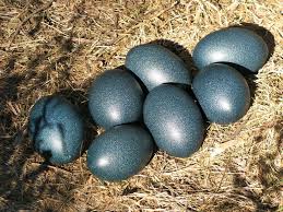 Exotic Bird Eggs For Sale Uk Wildlife Wooleen Station Eggs For Sale Bird Eggs Eggs