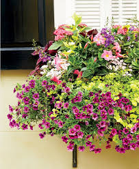 Balkonkasten Bepflanzen Petunien Sommer Ideen Balkonkasten Bepflanzen Fensterbox Blumen Pflanzideen