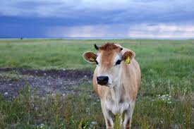 Pkpp Sambutan Aidiladha Ibadat Korban Dibenarkan Ts Muhyiddin In 2020 Cow Pictures Cow Photos Animals