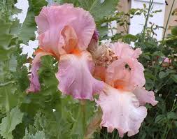 Mon Petit Jardin En Sologne 2019 Joli Jardin Jardins Jardin D Eau