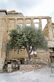 Prettywittygracious Hawaiiancoconut Un Olivo En La Acropolis Un Olivo En La Acropolis Aaaaaaaaaaan Olivo En La Acrop Olive Tree Acropolis Tree Painting