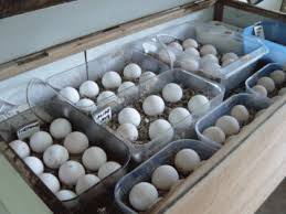 Exotic Bird Eggs For Sale Uk Fertile Parrot Eggs For Sale Eggs For Sale Fertile Eggs For Sale Macaw Parrot For Sale
