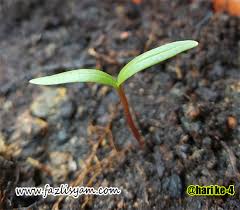 Pokok Ulam Raja Segalanya Tentang Tumbuhan