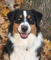 Black And Tan Australian Shepherd Puppy Australian Shepherd Black Tri With Blue Eyes So Gorgeous Blue Eyed Dog Australian Shepherd Colors Australian Shepherd Blue Eyes