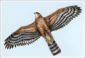Michigan Birds Of Prey Pictures New Michigan Raptors Id Sheets Raptors Birds Flying Cassowary