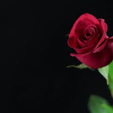 Black Background With Rose Single Red Rose With Long Stem Black Background In Hd Rose Flower Pictures Hd Flower Wallpaper Beautiful Red Roses