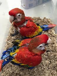 Exotic Bird Eggs For Sale Uk Available Parrots And Fertile Eggs For Sale Eggs For Sale Macaw Parrot For Sale African Grey Parrot