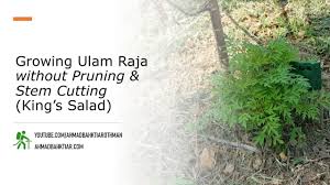 Growing Ulam Raja Without Pruning Stem Cutting Youtube