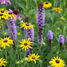 Prachtscharte Und Sonnenhut In 2020 Sonnenhut Pflanze Gelber Sonnenhut Lila Garten