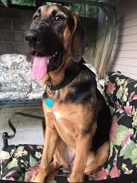 Black And Tan Coonhound Mixed With German Shepherd Black And Tan Coonhound German Shepherd Mix Dogpics Dogs Dog Dogsoftwitter Fun Doglovers Puppy Dog Pictures German Shepherd Mix Coonhound