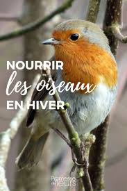 Nourrir Les Oiseaux Du Jardin En Hiver Oiseaux Des Jardins Nourrir Oiseaux Jardins
