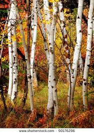 Birch Trees In Fall Photos Birch Tree Stock Photos Images Pictures White Birch Trees Birch Tree Mural Tree Photography