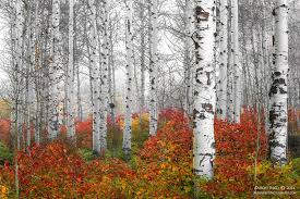 Birch Trees In Fall Photos Birch Trees Fall Colour Washington By Aaron Reed On 500px Nature Prints Tree Photography Fine Art Landscape
