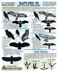 Michigan Birds Of Prey Pictures New Michigan Raptors Id Sheets Birds Prey Birds Of Prey