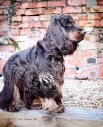 Black And Tan Cocker Spaniel Puppies For Sale Scotland Cocker Spaniel Dream Sur Instagram Use Hashtag Cockerdream Fred The Spaniel Spaniel Cocker Spaniel Spaniel Puppies