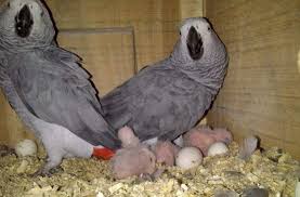 Exotic Bird Eggs For Sale Uk Parrot Eggs For Sale Helps Bird Fanciers To Hatch And Develop A Wide Range Of Parrots Eggs For Sale African Grey Parrot My Animal