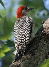 Gray Bird With Red On Back Of Head Pin On Backyard Ideas And Loves