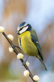 15 Oiseaux A Voir Au Jardin Durant L Hiver Oiseaux Des Jardins Chant Oiseaux Oiseaux