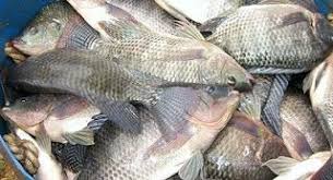 Pembesaran Mujair Kolam Terpal Disamping Rumah Ikan Daging Sapi Daging
