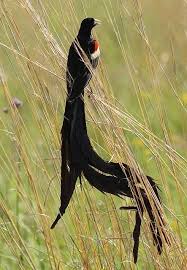 Black Bird With Long Tail White And Grey Bird With Long Tail Google Search Bird Tropical Birds Birds