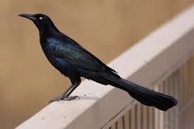 Black Bird With Long Tail Great Tailed Grackle Quiscalus Mexicanus Male Colors Black Brown Buff Yellow Iridescent Grackle Bird Beautiful Birds