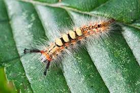 Black And White Striped Caterpillar With Yellow Spots Image Result For Identify Hairy Caterpillar With Appendages And Horns On Back Moth Caterpillar Moth Caterpillar