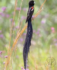 Black Bird With Long Tail Birds Of South Africa On Instagram No Guessing How This Bird Got It S Name Long Tailed Widowbird Langstertflap Cloetej Bird Birds Africa