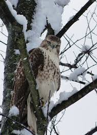 Michigan Birds Of Prey Pictures Hawk Near Battle Creek In Pure Michigan Beautiful Birds Bald Eagle Red Tailed Hawk