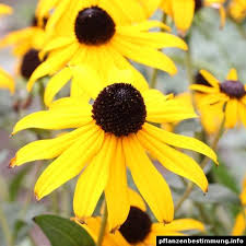 Gelb Bluhende Pflanzen Und Blumen Bestimmen Blumen Bestimmen Bluhende Pflanzen Gelbe Blumen