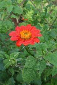 Tithonia Joli Jardin Potager Jardins
