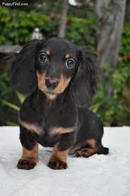 Black And Tan Vs Black And Cream Dachshund Black And Tan Long Haired Dachshund Black And Tan Long Hair Doxie Pup Dachshund Daschund Puppies Dachshund Dog Long Haired Dachshund