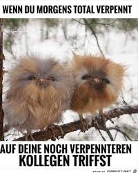 Morgens Und Total Verpennt Cute Baby Owl Cute Animal Pictures Cute Animals