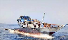 صيادون في المكلا يعثرون على حوت Boat
