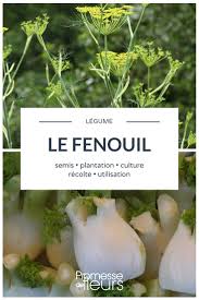 Le Fenouil Semis Culture Entretien Et Recolte Jardinage Potager Potager Facile Jardin Potager