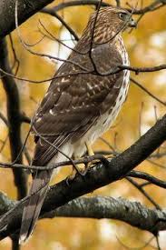 Michigan Birds Of Prey Pictures Cooper S Hawk Midland Michigan By Eb9271 Via Flickr Cooper S Hawk Birds Of Prey Pet Birds