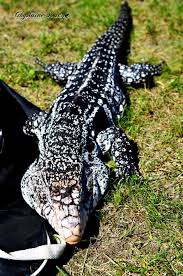 Argentine Black And White Tegu For Sale Black And White Argentine Tegu By Gigi50 On Deviantart Cute Reptiles Reptiles Pet Reptiles And Amphibians
