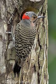 Gray Bird With Red On Back Of Head Northern Flicker Northern Flicker Flicker Pet Birds