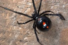 But Spiders Are Sometimes Lazy According To One Study Some Jumping Spiders Especially Like To Steal Food From Ants Spinne Schwarze Witwe Spinne Vogelspinnen