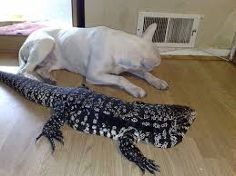 Argentine Black And White Tegu For Sale Pet Care Pet Lizards Cute Reptiles Tegu Lizard