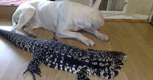 Argentine Black And White Tegu For Sale Herptile Spotlight 7 Argentine Black And White Tegu Pet Lizards Cute Reptiles Tegu Lizard