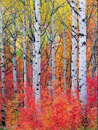 Birch Trees In Fall Photos Gorgeous Autumn Colors Amongst The Trees Tree Painting Watercolor Landscape Paintings Tree Photography