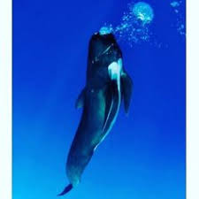 Whales By Jo Kellabrew Pilot Whale Whale Great Whale